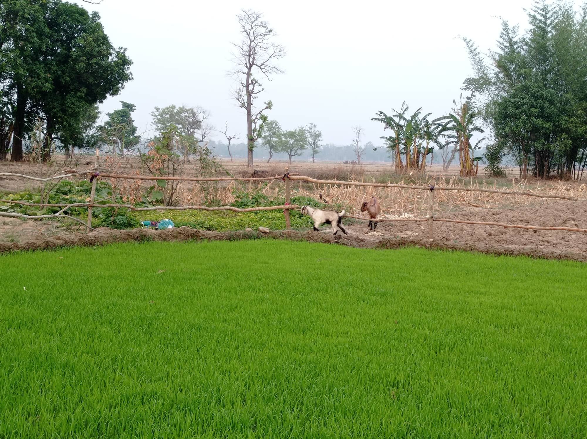 कैलालीका किसानलाई धानको बिउ जोगाउनै मुस्किल