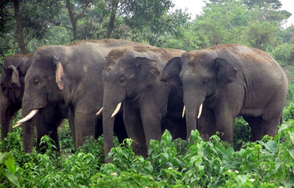 कञ्चनपुरमा जङ्गली हात्तीको आक्रमणबाट वृद्धको मृत्यु