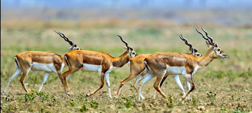 शुक्लाफाँटामा कृष्णसारको बासस्थान बन्दै