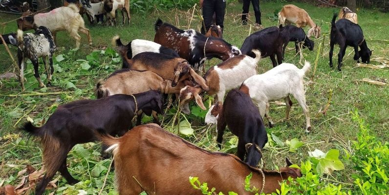 सिमलखेतका विपन्न दलितलाई बाख्रा पाल्न अनुदान दिइने