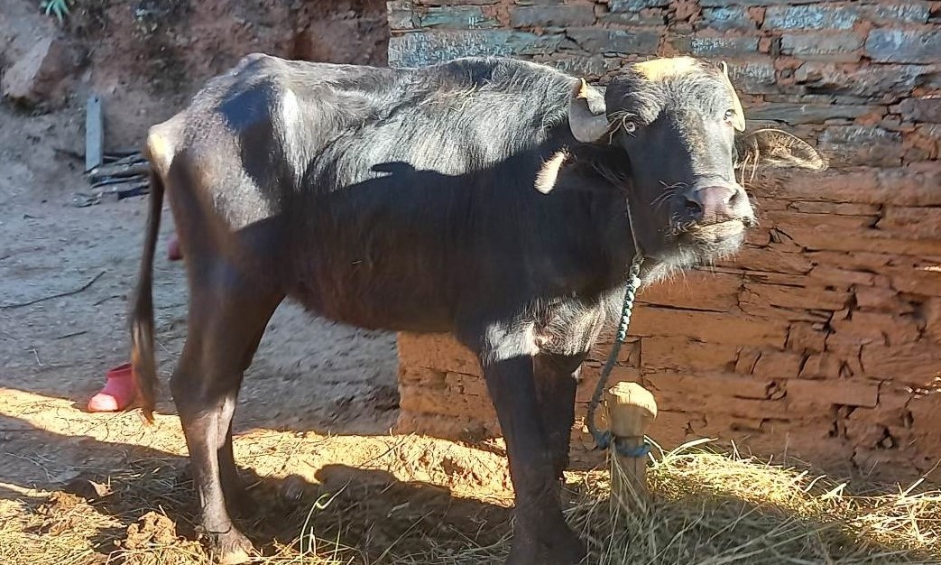 कैलालीको चुरेका किसानलाई भैँसी वितरण