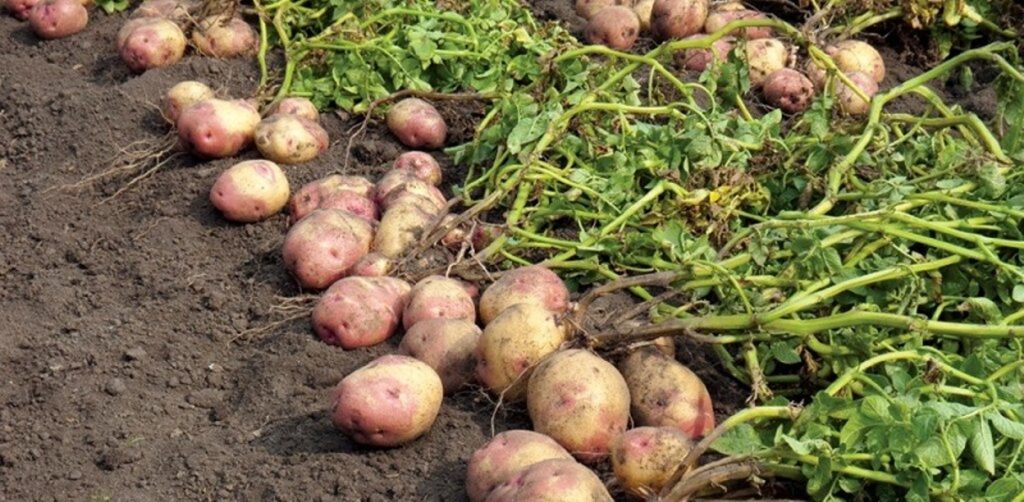 बैतडीमा आलु उत्पादन बढे पनि बजारको समस्या