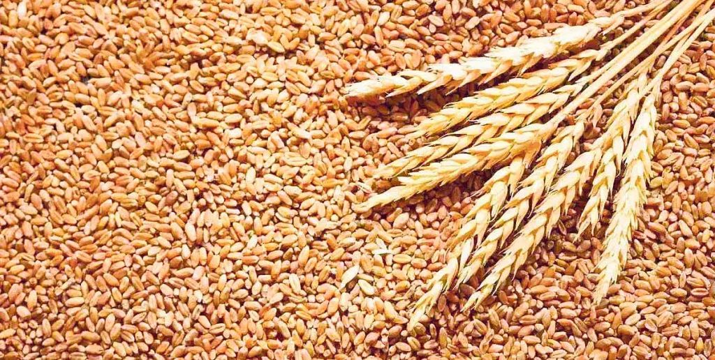 खाद्य कम्पनीद्वारा कैलालीमा गहुँ खरिद सुरु