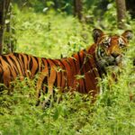 दैजी–बेलडाँडी सडकमा बाघ मोटरसाइकलतर्फ झम्टिँदा दुर्घटना, ४ जना घाइते