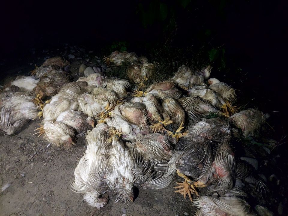 बर्डफ्लुको महामारीका कारण डेढ लाख कुखुरा नष्ट