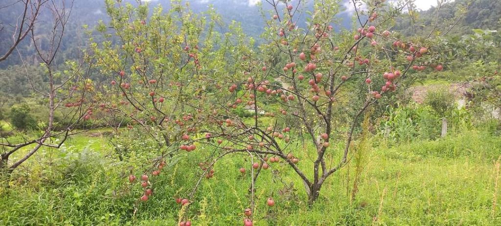 ढुवानी नहुँदा बारीमै स्याउ कुहिने चिन्तामा बाजुराका कृषक