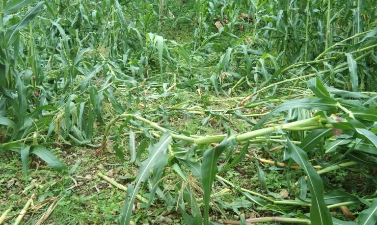 अछाममा जङ्गली जनावरले बाली नष्ट गर्न थालेपछि किसान चिन्तित