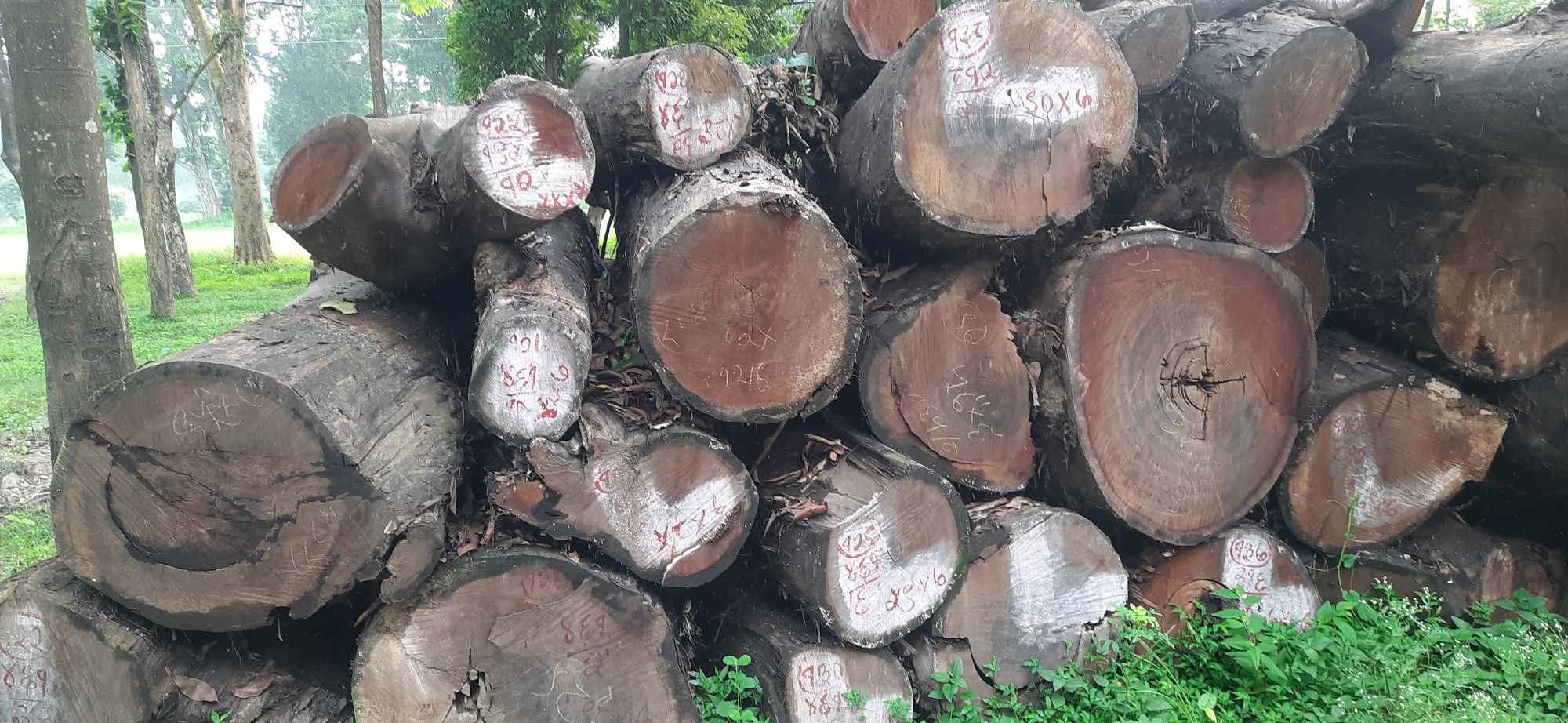 चौकिडाँडामा काटिएका एक हजार रुखको व्यवस्थापन भएन