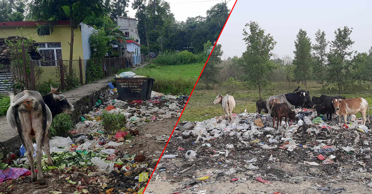 फोहोरमा आहारा खोज्न विवस छाडा गाई