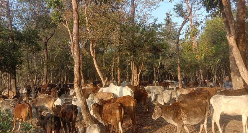छाडा चौपायाका कारण कैलालीका किसानलाई बाली जोगाउनै हम्मे