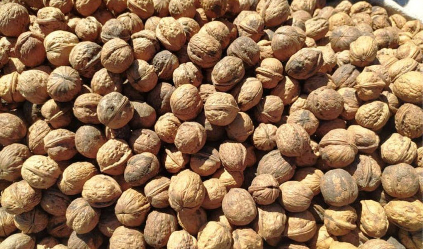 बैतडीमा पैँतालिस हजार ओखरका दाना रोपिए