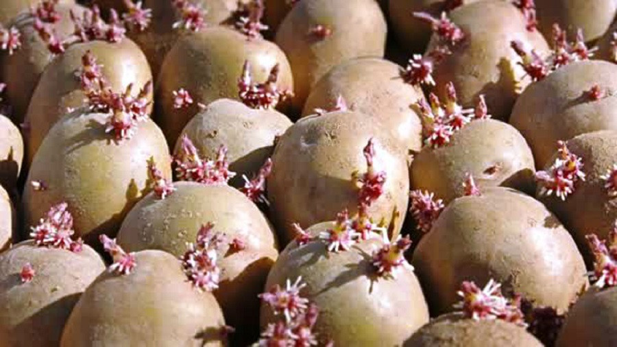 डडेल्धुरामा बीउ उत्पादन र प्रमाणीकरण प्रक्रियालाई व्यवस्थित तालिम