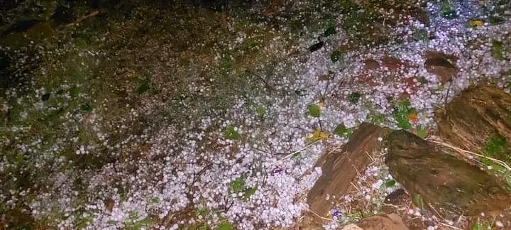 असिना पानीले बैतडीमा पाकिसेको धान र भट्मास नष्ट