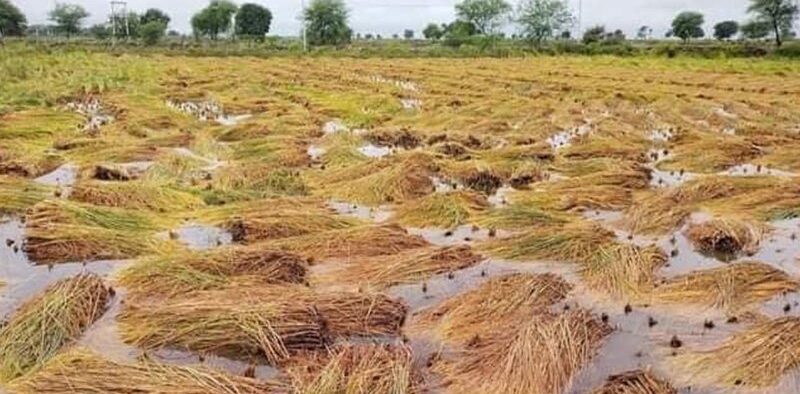 धान भित्र्याउने वेला हावाहुरीसहितको वर्षा आउँदा किसान चिन्तित