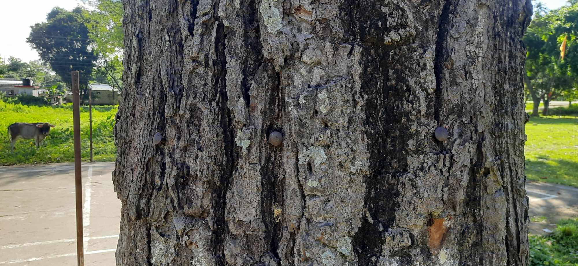 अत्तरियामा सालका रुख सुकाउदै वन अतिक्रमण