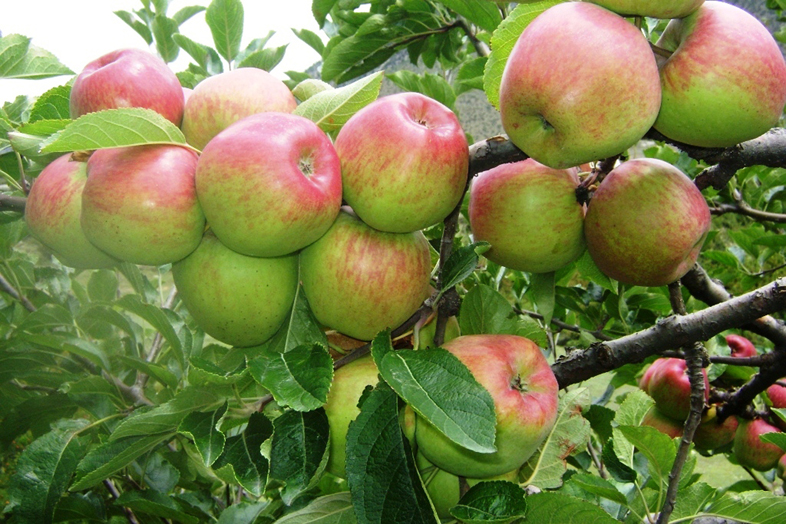 बाटो खुलेपछि बाजुराका स्याउ टिप्न सुरु