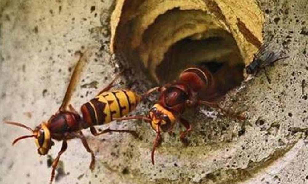 बझाङमा अरिङ्गालको टोकाइबाट बालकको मृत्युु