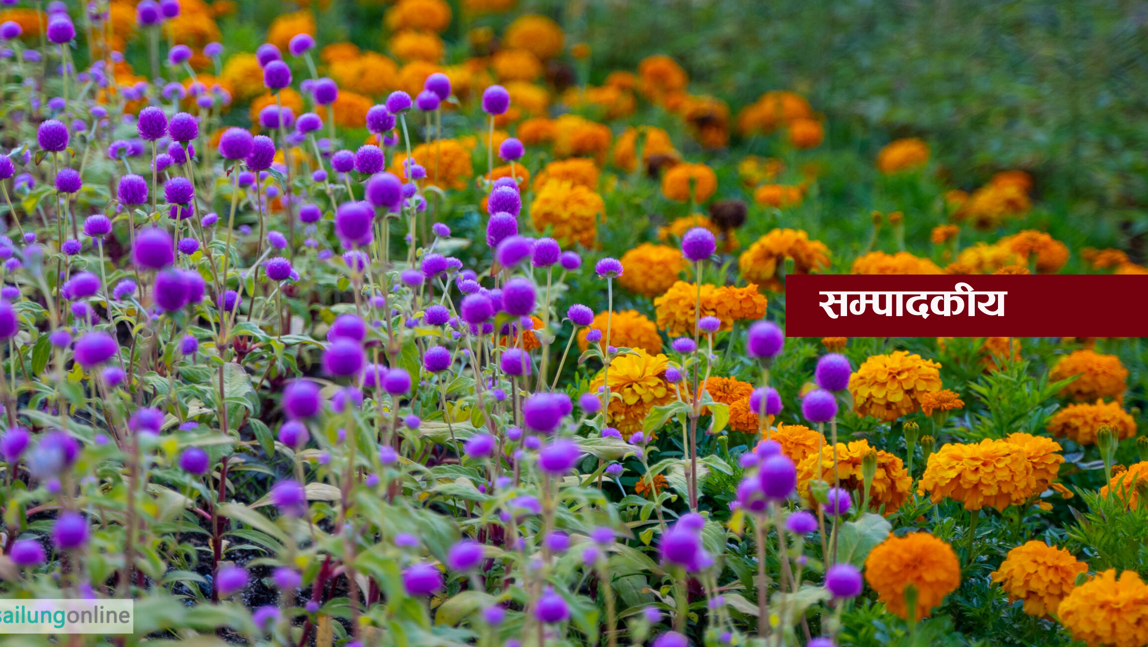 सयपत्री, मखमली मालाको प्रयोग बढाऔं
