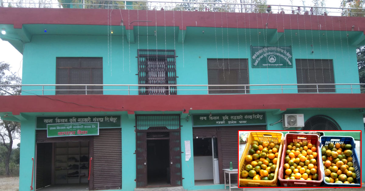 किसानका उत्पादनलाई बजार दिदै साना किसान श्रीपुर