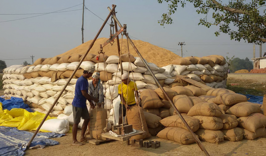कैलालीमा भएन लक्ष्यअनुसार धान खरिद