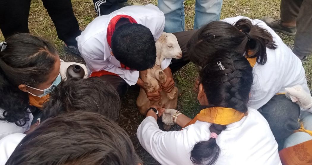 गोदावरीमा परजिवि नियन्त्रण शिविर हुने