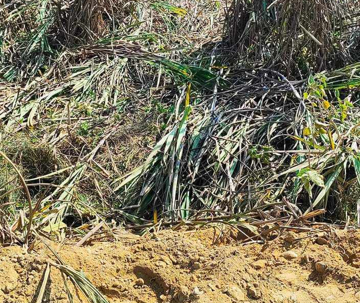 पुर्नवासमा हात्तीको बथान पस्दा उखुबारीमा क्षति