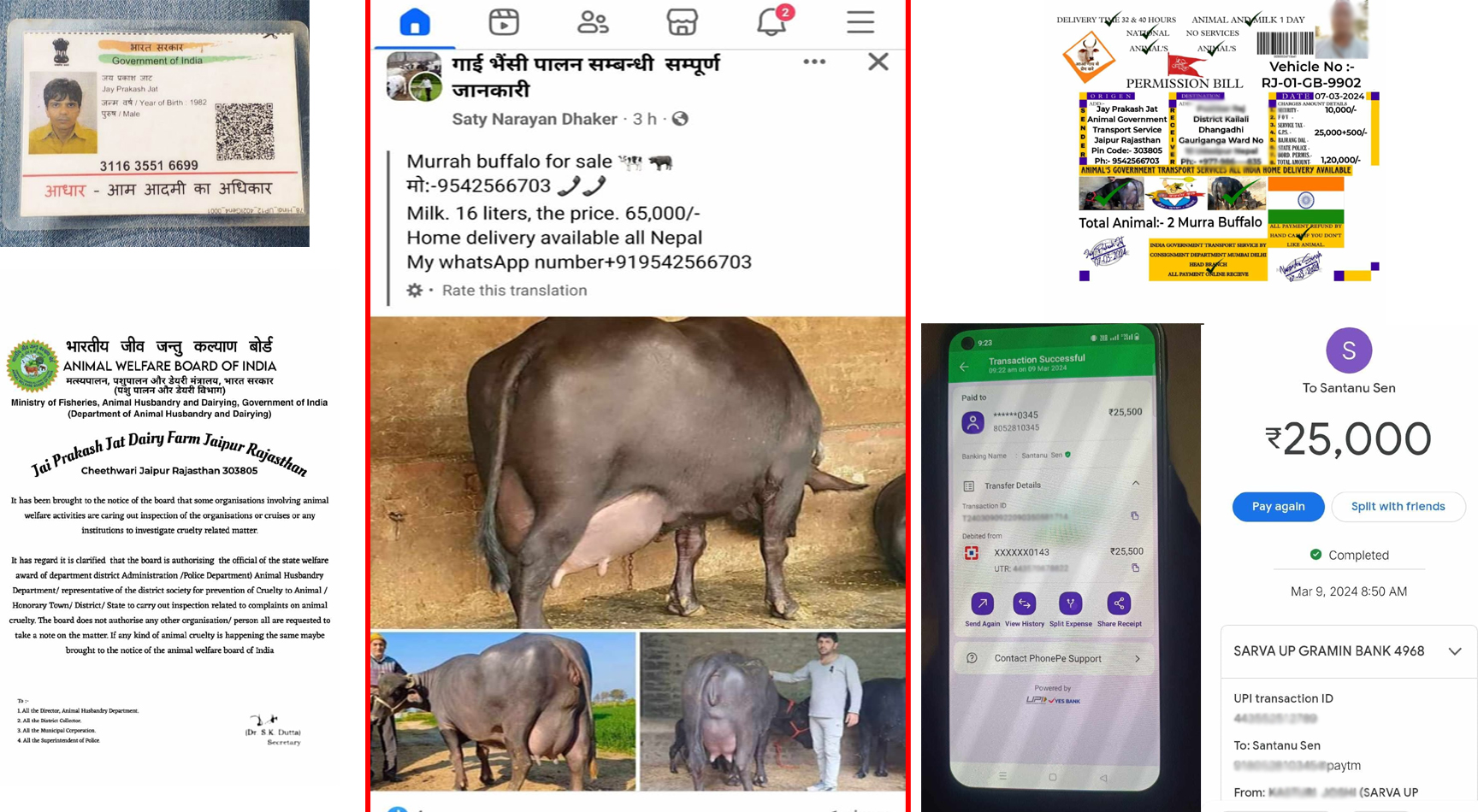 भारतबाट घरमै मुर्रा भैँसी पुर्‍याइदिने भन्दै ठगी