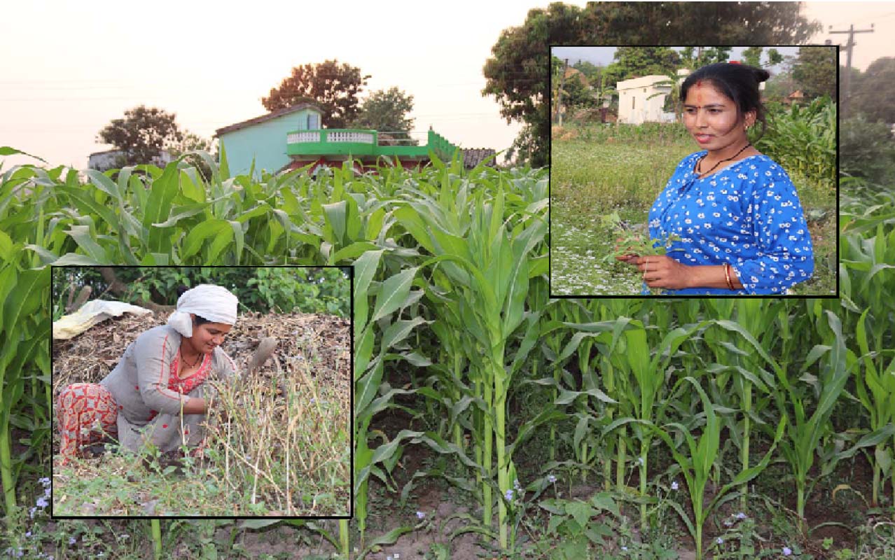 कैलालीका कविता र दुर्गा : थोरै जमिनमा तरकारीखेती, राम्रो आम्दानी