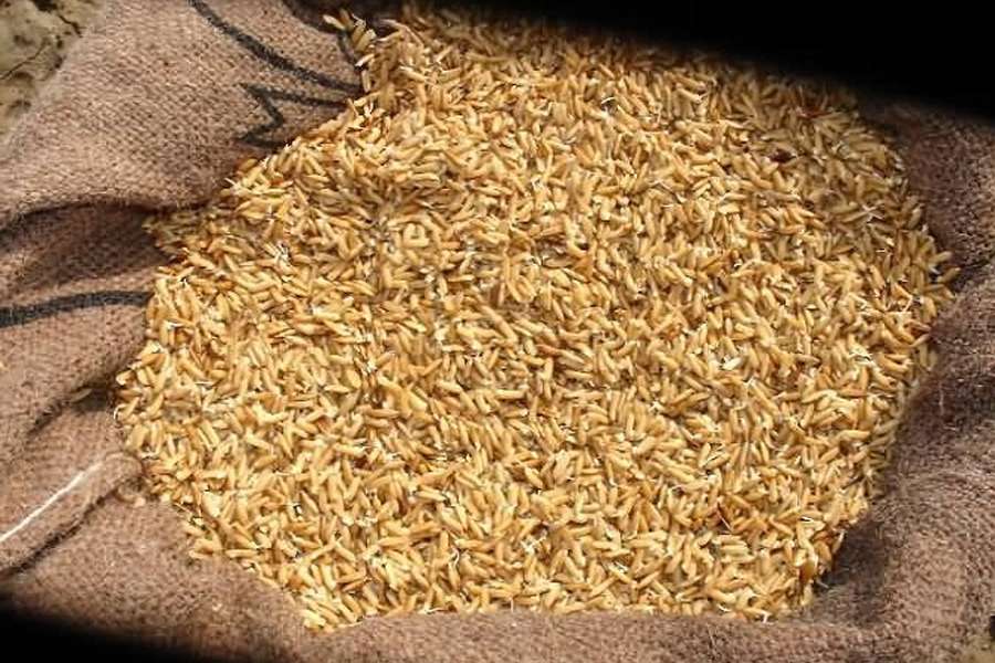 शुक्लाफाँटा नगरपालिकाद्धारा किसानलाई उन्नत जातको धानको बीउ वितरण