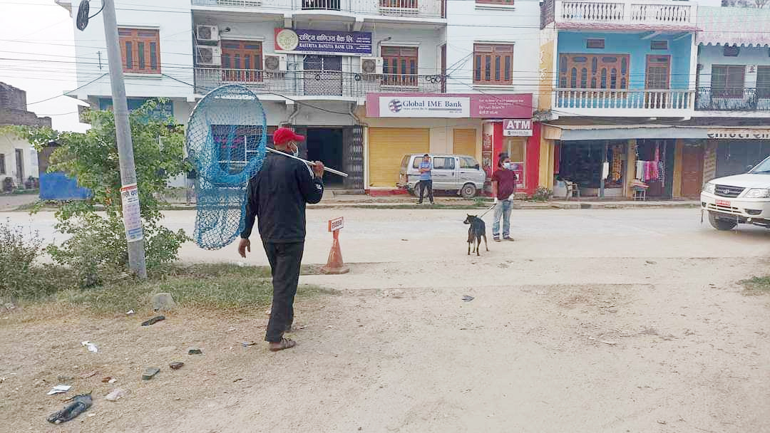रेबिज उन्मूलनमा कञ्चनपुरका स्थानीय तह : कतै डाक्टर, कतै उपकरण अभाव
