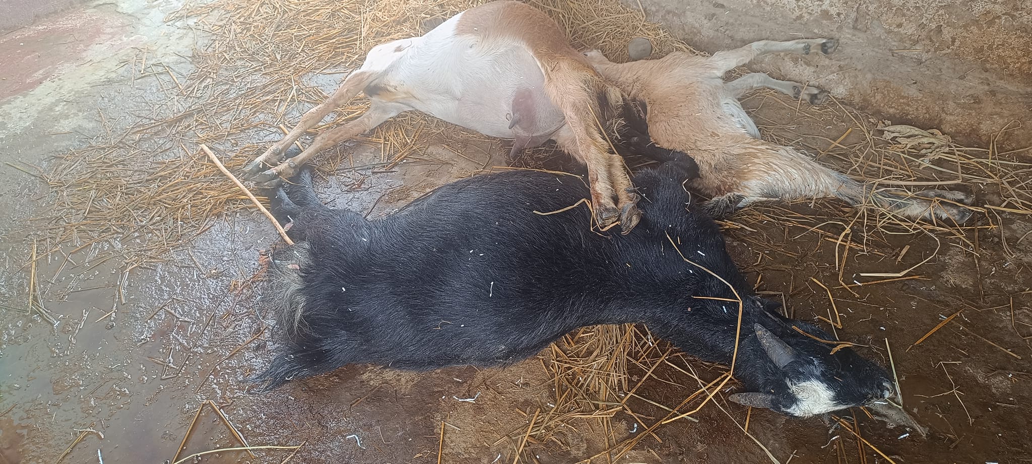 गोदावरीका बाख्रामा अनौठो रोग देखियो, ३ बाख्रा मरे