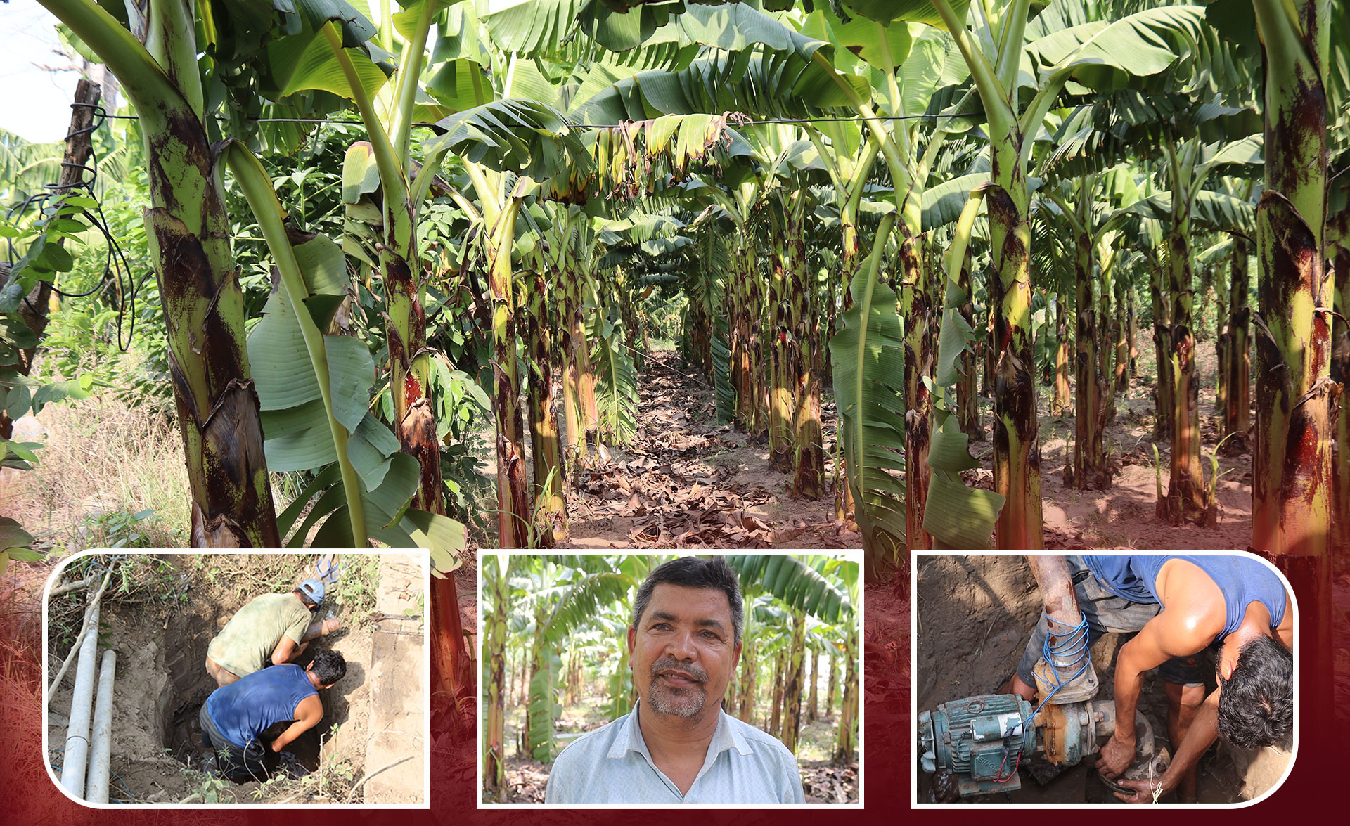 ४० बिगाहामा केरा खेती गरेका जेठारालाई सिचाइको सकस, राज्यको बेवास्ता