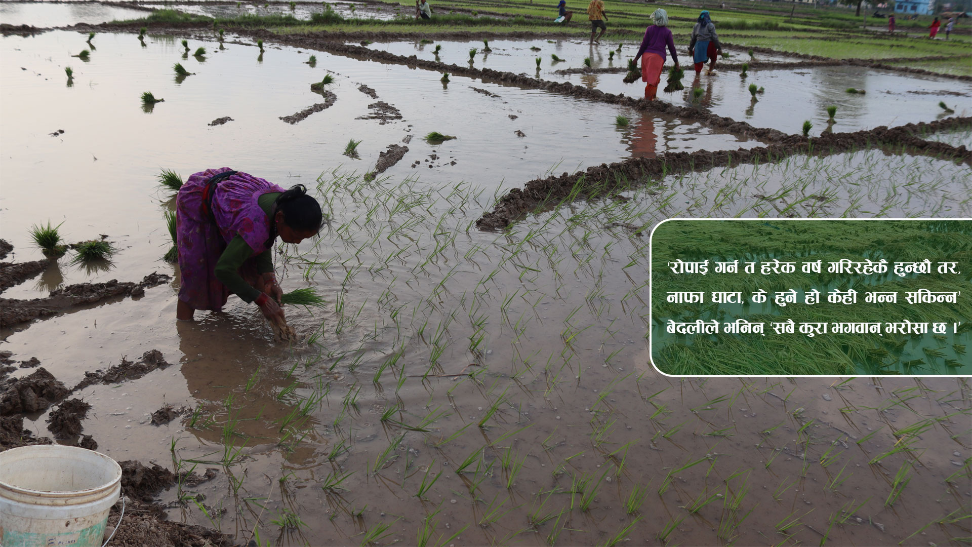 बर्खे धान खेतीमा लगानी र जोखिम बढ्दै