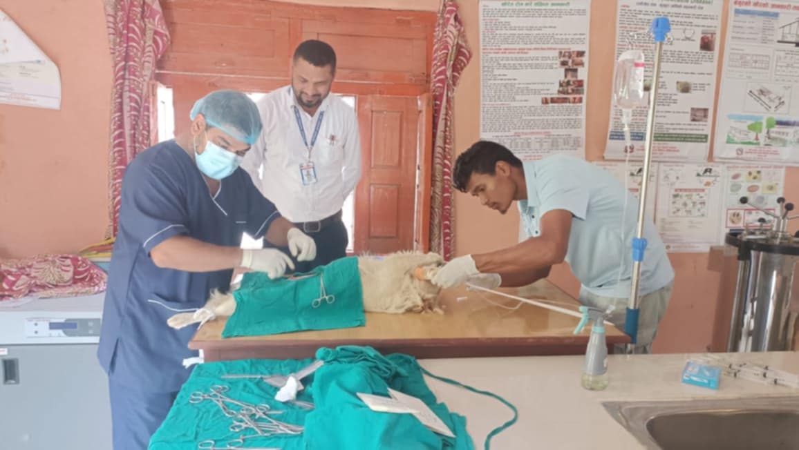 बझाङमा कुकुर बन्ध्याकरण शिविर सञ्चालन