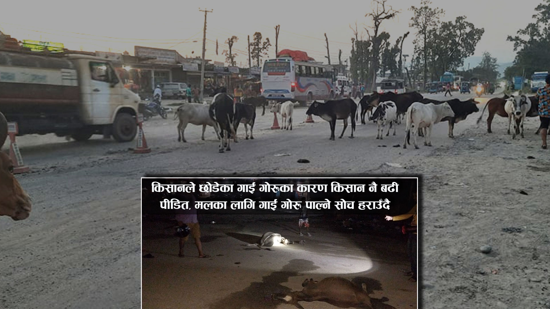 तराईका गाई गोरु सङ्कटमा, संरक्षणका नाममा थुन्ने होडबाजी