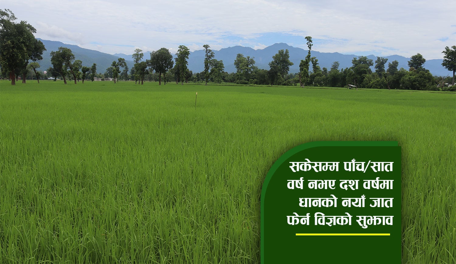 सुदूरपश्चिममा सकियो रोपाइँ, धानको जात बदल्न आवश्यक