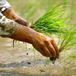 सुदूरपश्चिममा ३९.१६ प्रतिशत धान रोपाइँ सम्पन्न