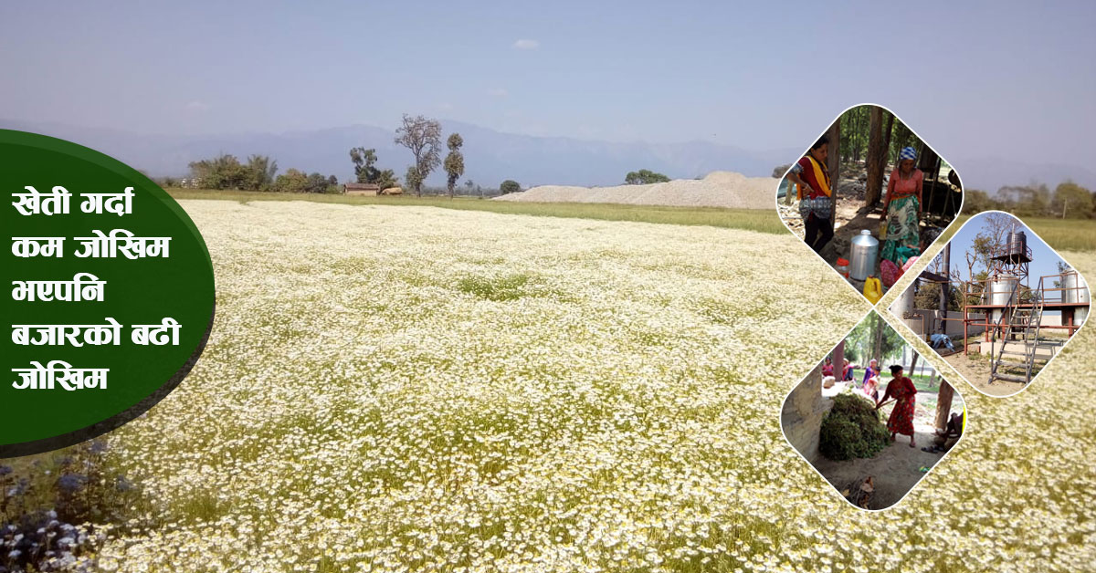 कैलालीमा सुगन्धित तेल उत्पादन गर्ने किसान निराश, प्रशोधन उद्योग जीर्ण बन्दै