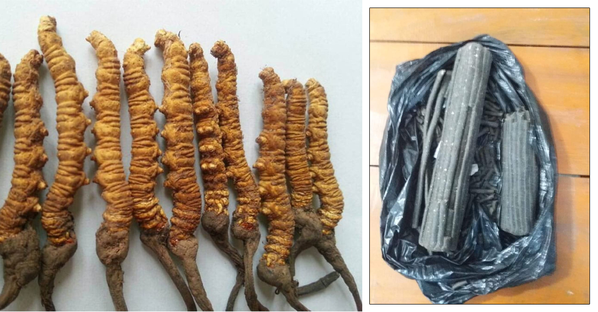 बझाङमा यर्सागुम्बा र चरेश सहित एक जना पक्राउ