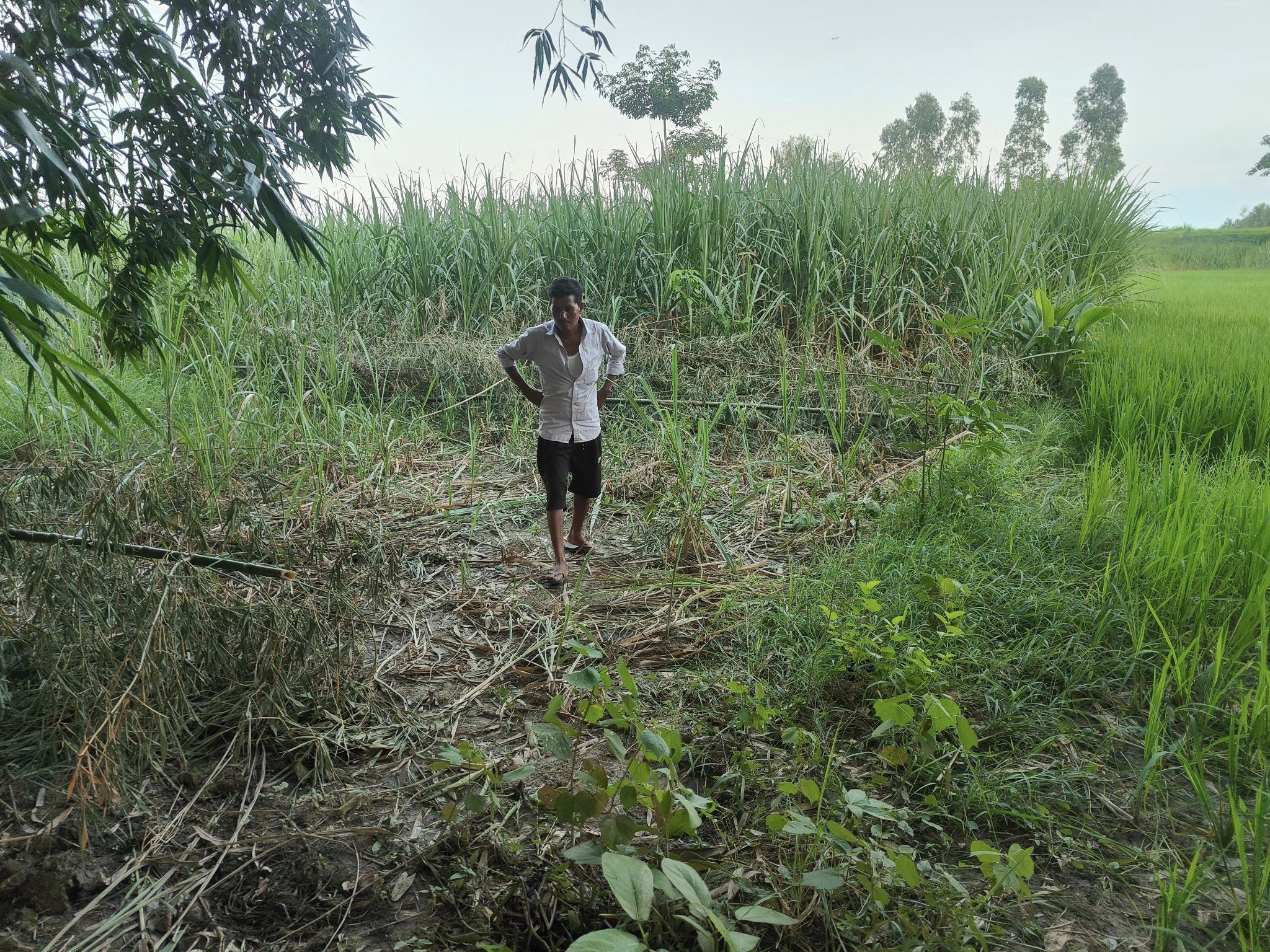 बेलौरीमा बाघ, चितुवाको त्रासका बिच बाँदर आतङ्क, किसान चिन्तित 