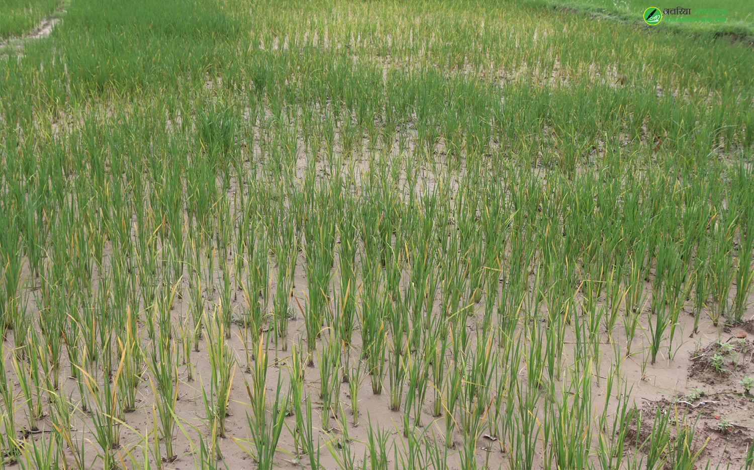 गोड्ने बेलामै धान पहेँलो भएपछि गोदावरीका किसान चिन्तित