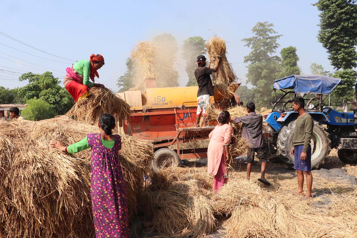 कतै हातले कतै मेसिनले चुटिँदै धान