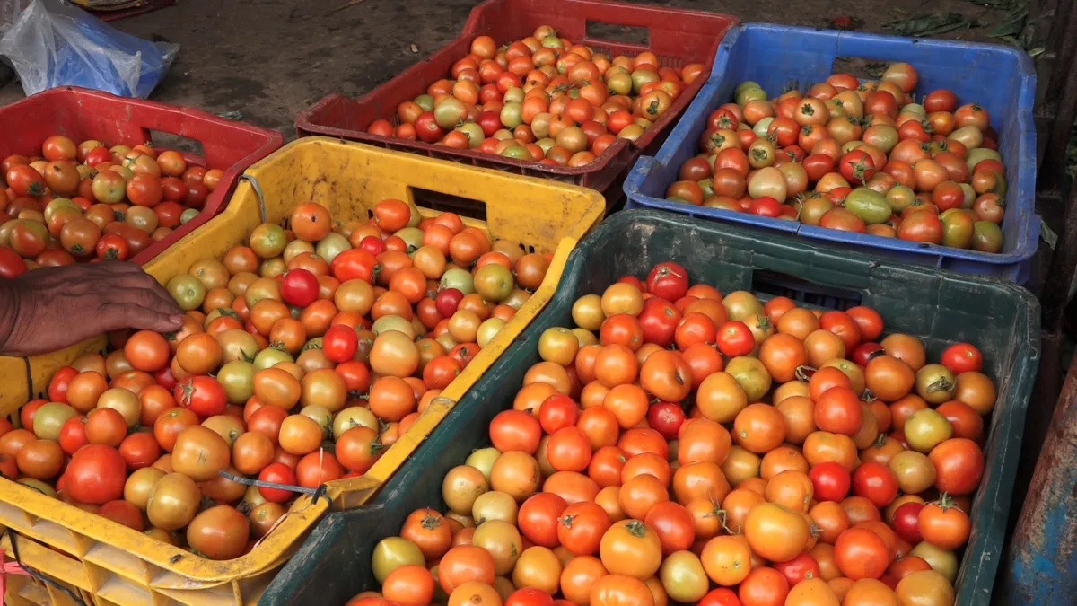 तरकारीको मूल्यमा उतारचढाव, भएन प्रविधिको उचित प्रयोग