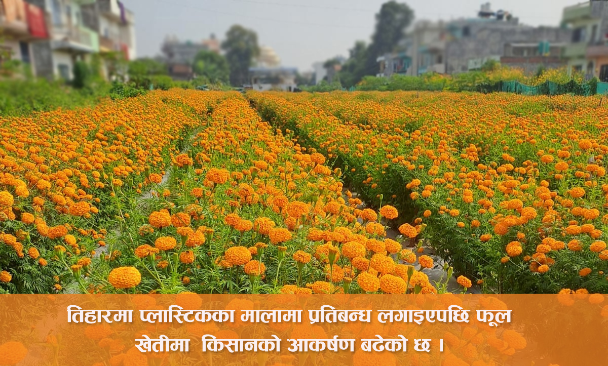 वैकल्पिक खेतीका रूपमा विस्तार हुँदै फूल