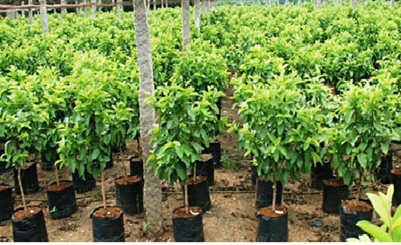बैतडीमा हिउँदे फलफूलका बिरुवाको मूल्य तोकियो
