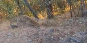 अछाममा स्थानीयको धरापमा फस्यो वयस्क चितुवा