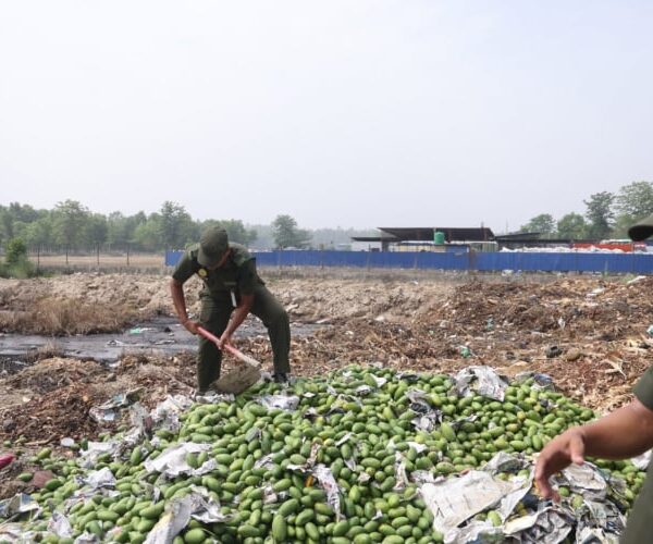 धनगढीमा बिक्रीका लागि राखिएको आँपमा अत्यधिक विषादी भेटियो