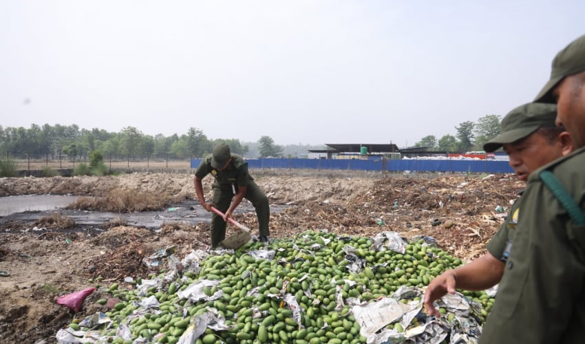 धनगढीमा बिक्रीका लागि राखिएको आँपमा अत्यधिक विषादी भेटियो