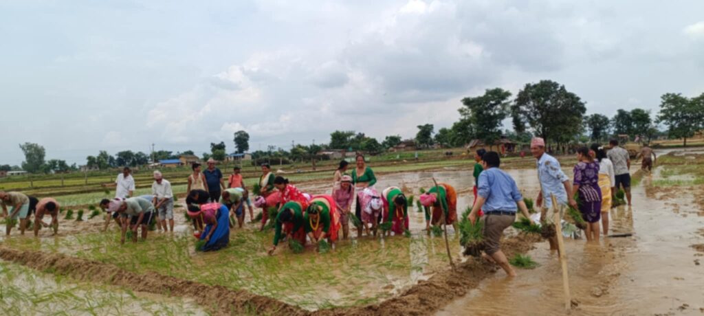 आज असार १५, दही चिउरा खाएर धान&hellip;