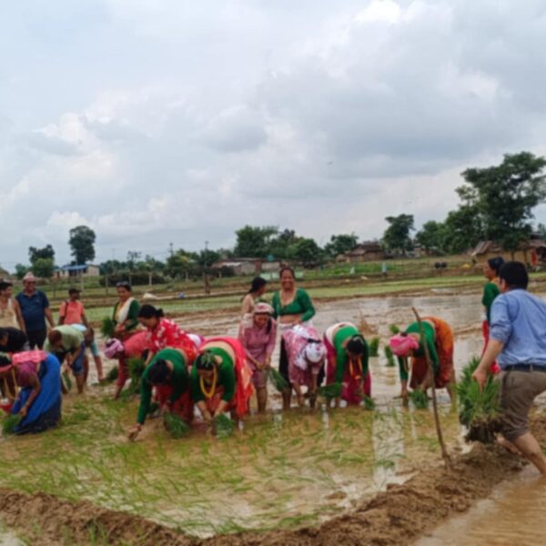 आज असार १५, दही चिउरा खाएर धान दिवस मनाइँदै